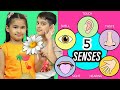 Learn Five Senses | Kids PRETEND PLAY Human Sensory Organs | ToyStars