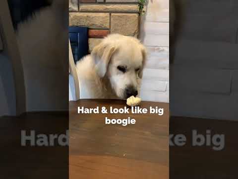 golden-retriever-charlie-reviews-foods