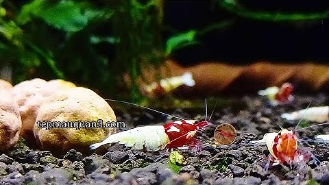 Tép Mang Bầu Bạn Nên Làm Gì ???