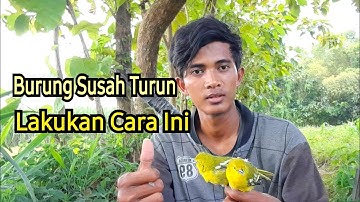 Trik Ampuh Pikat Sirtu/Cipoh Biar Cepat Turun