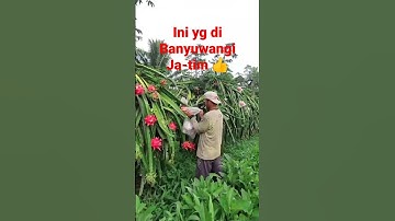 Kebun buah naga di Banyuwangi 👍