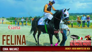 6.-La Felina Vs Perla Negra