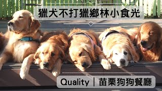 The Sweet Smiles of the Golden Retriever Family will Melt Your HeartQuality Xihu Township, Miaoli