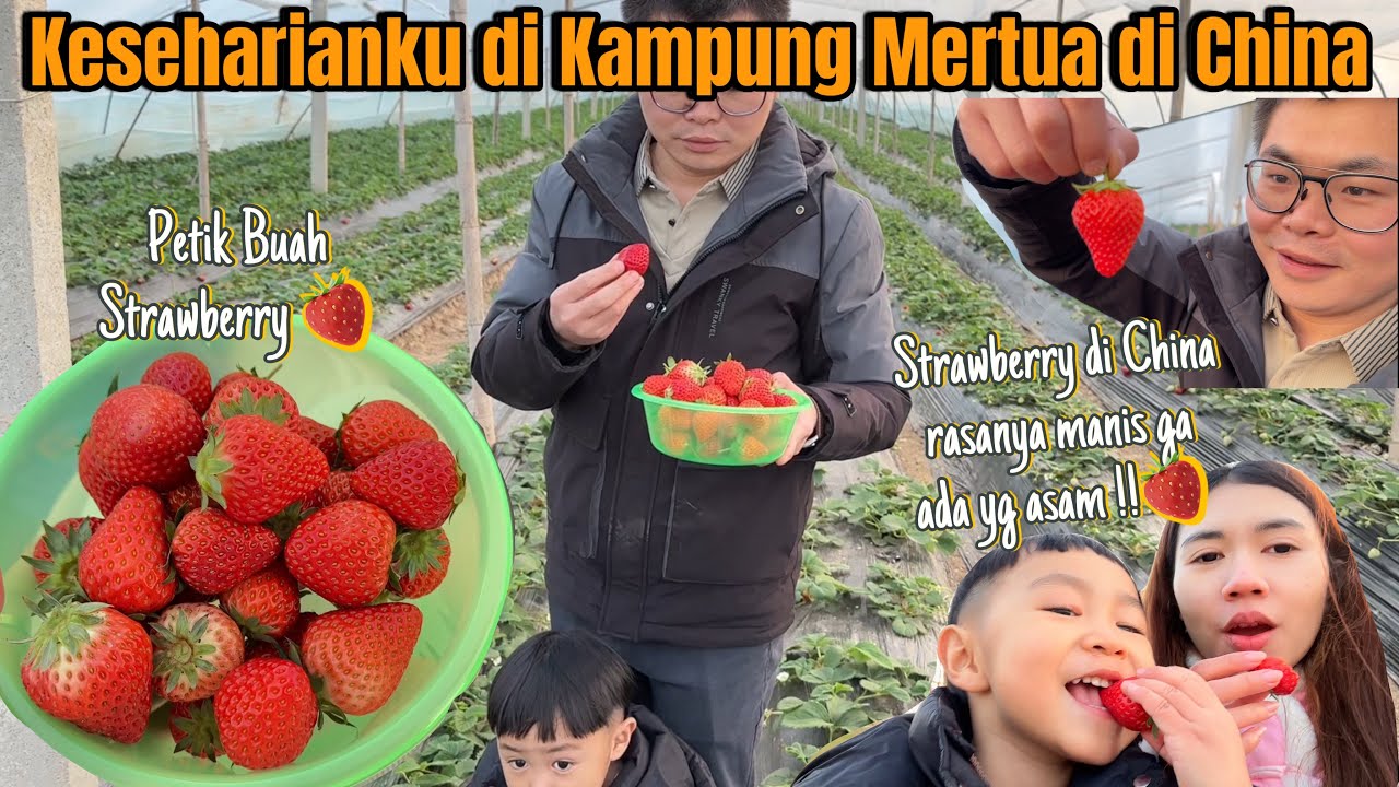DAY IN MY LIFE DI KAMPUNG MERTUA DI CHINA‼️Petik Strawberry Yang Rasanya Manis, Enak dan Murah