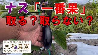 「ナスの一番果を取る取らない」問題に、そろそろ決着を付けようじゃないか2024.6.4