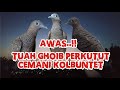 Tuah Ghoib Perkutut Cemani Kol Buntet