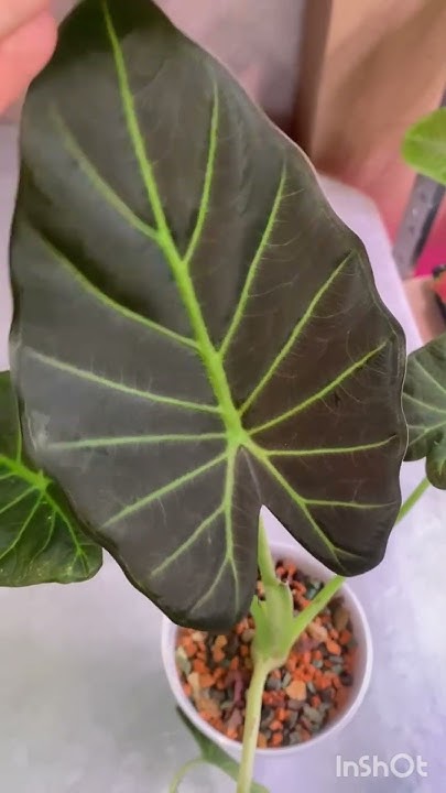Алоказия Регал Шилдс #plants #alocasia #алоказия #regalshield - YouTube