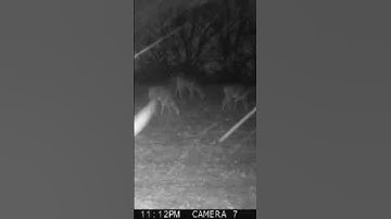 Cold & Snowy Days = Brassicas #whitetaildeer #deer #deerbehavior #foodplots #brassica