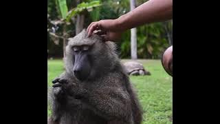 Baboons shows his teeth 😳 #shorts