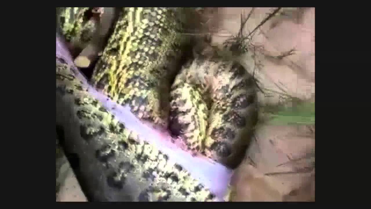 Anaconda died because of eating another Snake - YouTube