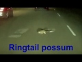 Possum running loose