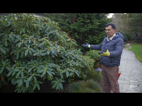 Video: Información de Leatherleaf Viburnum - Cuidado de los arbustos de Leatherleaf Viburnum