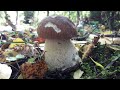 Удачно сходил за грибами! Белые, подосиновики и подберёзовики порадовали грибника. Сентябрь 2021 г.