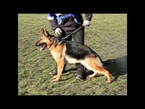 wolfgang expert dog training