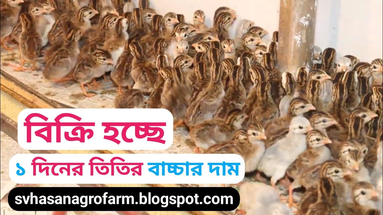১ দিনের তিতির বাচ্চার দাম | Titir Murgi | Titir Pakhi