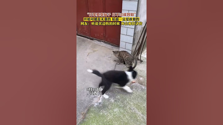 “打架要靠脑子 打不过就智取”，开始可能是无意的 后面一定是故意的。网友：听说买边牧的时候 狗会和你讲价 #边牧 #猫 #狗狗 #haha