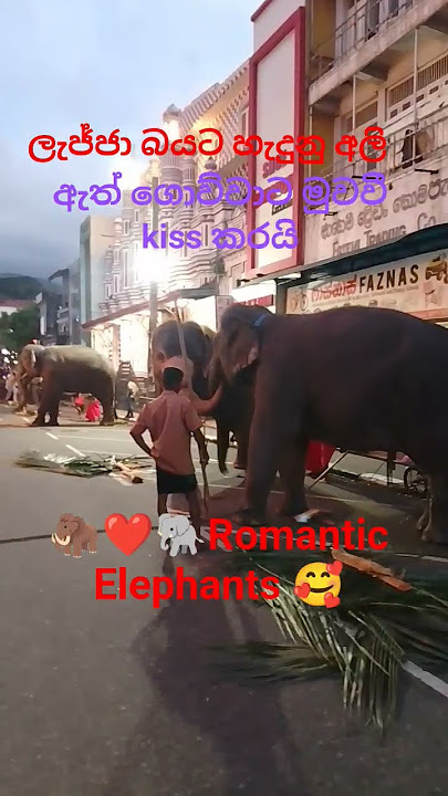 #eliphent #love #srilanka