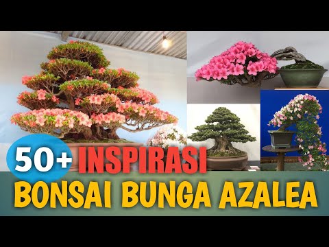 50+ Inspirasi Bonsai Bunga Azalea (Azalea Japonica)