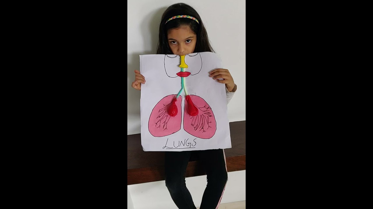prish shah grade 2 project lungs,,,