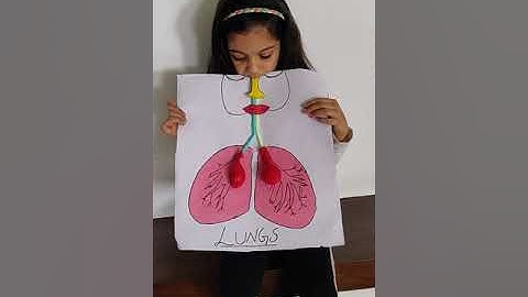 prish shah grade 2 project lungs,,,