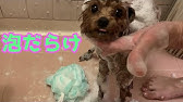 お風呂は湯船に浸かる派の愛犬が可愛すぎる ボストンテリア Youtube お風呂は湯船に浸かる派の愛犬が可愛すぎる ボストンテリア Youtube