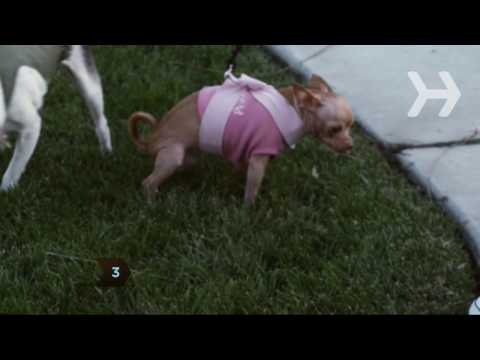 Vídeo: AKC anuncia os cães mais populares nos EUA