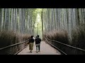 Bamboo grove near Tenryu-ji Temple in KYOTO