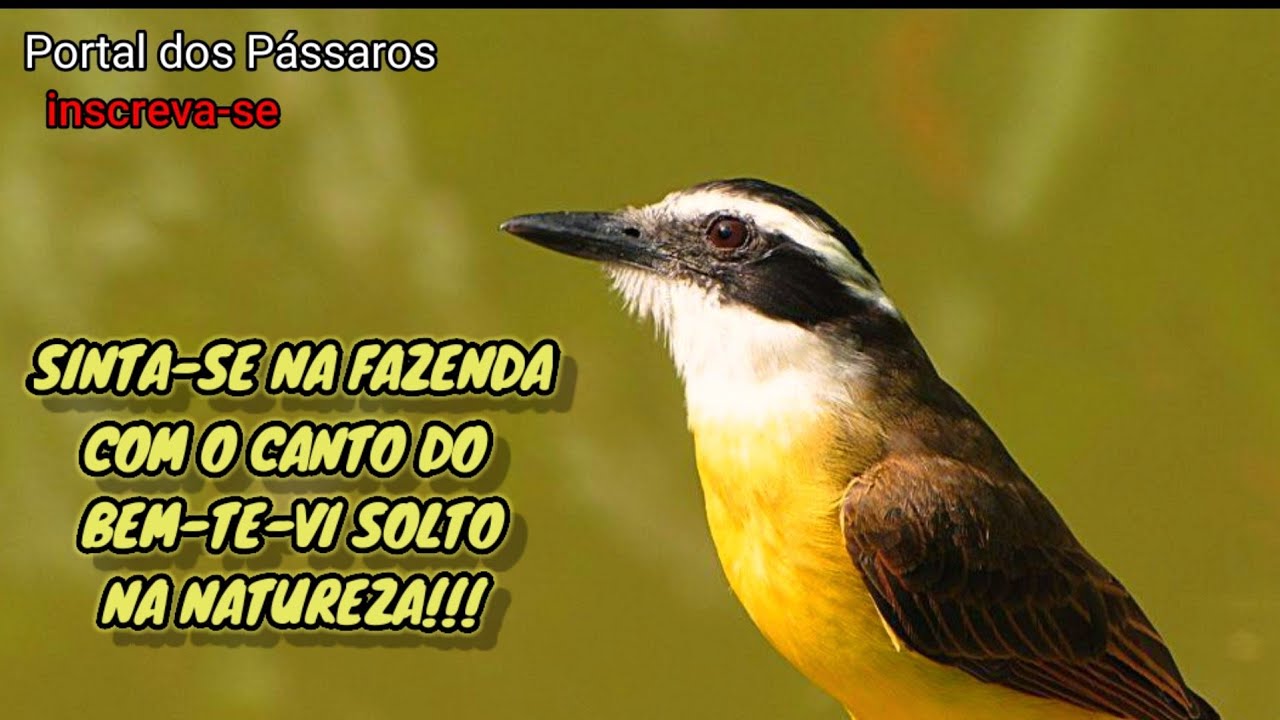 Canto do BEM-TE-VI na Natureza 🙌 Bemtivi cantando na Fazenda 🐦 Bird singing in nature sound of birds