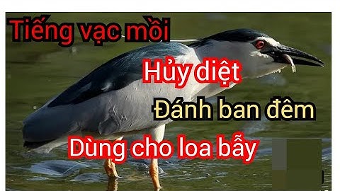 Tiếng Vạc Gọi Đàn Ban Đêm Chuẩn Nhất Mp3 Dùng Cho Loa Bẫy