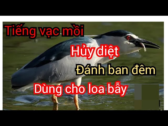 Tiếng Vạc Gọi Đàn Ban Đêm Chuẩn Nhất Mp3 Dùng Cho Loa Bẫy class=