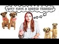 Why have a Border Terrier? の動画、YouTube動画。