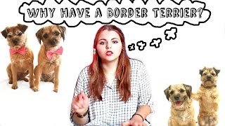 Why have a Border Terrier?