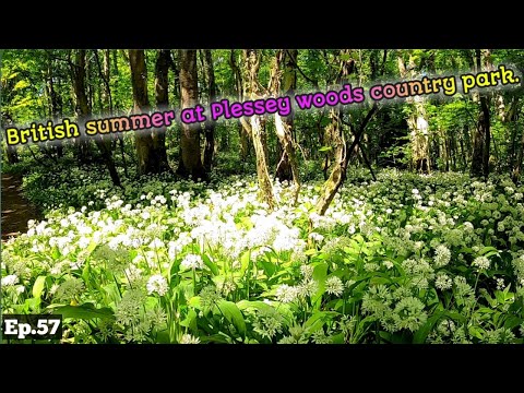#Uk vlog Picnic British summer at Plessey woods country park Northumberland England ท่องเที่ยวอังกฤษ