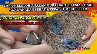 cara meloloh anakan murai batu agar lolos seleksi alam