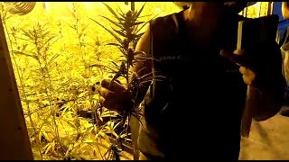 Localizan la mayor plantación de marihuana de Galicia