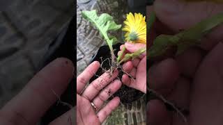 Gerbera flowers take root and bloom extremely quickly