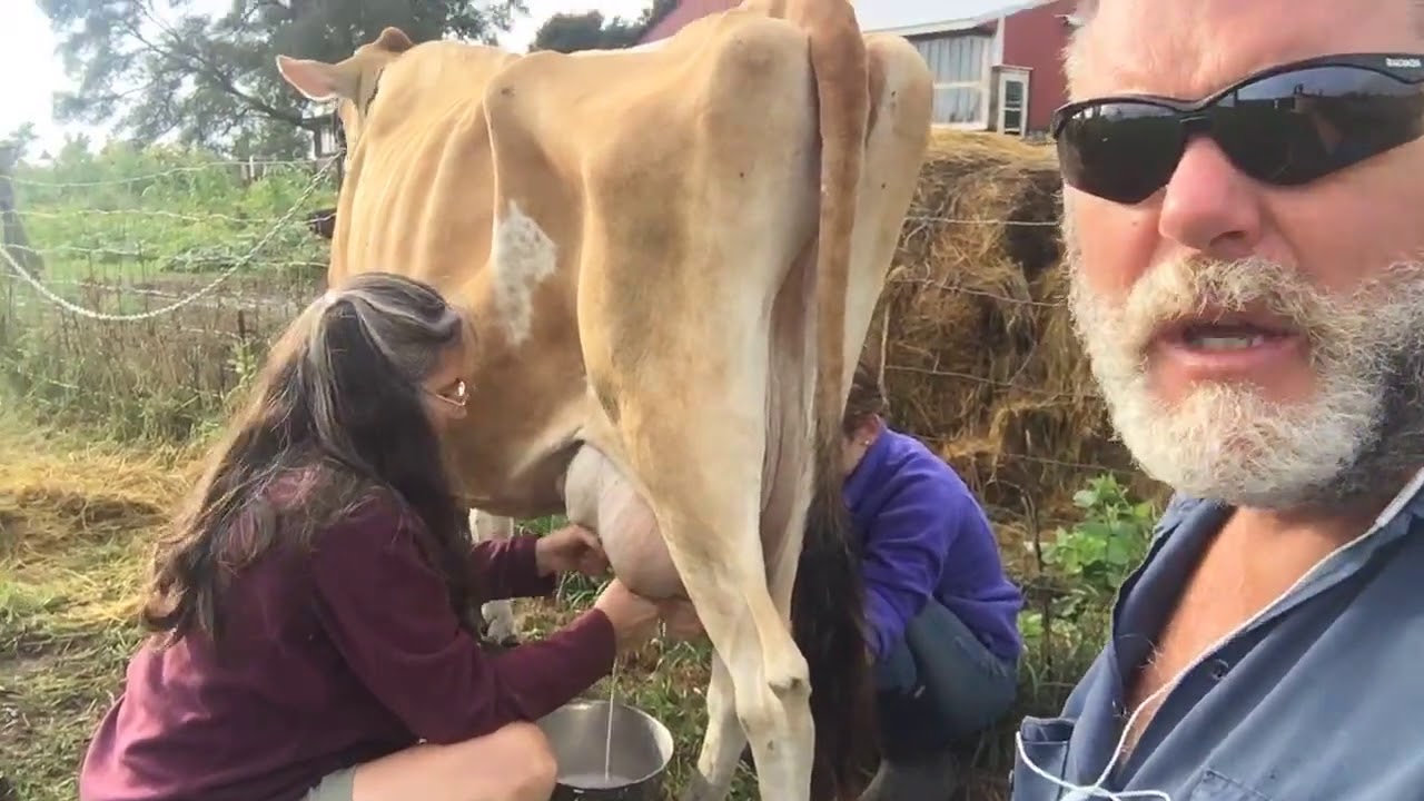 Milking the Homestead Dairy Cow one way to do it YouTube