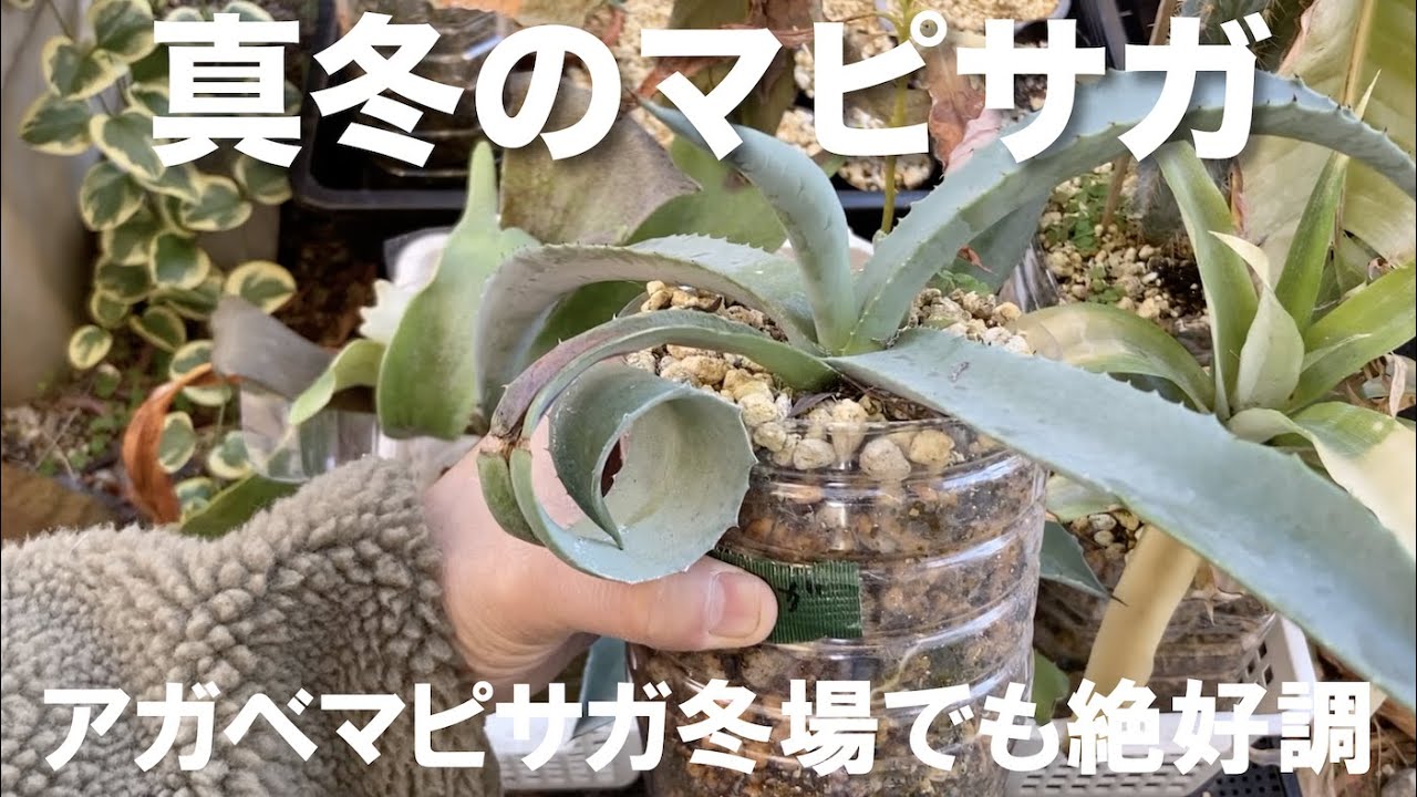 アガベ マピサガ 冬場の屋外でも問題なく絶好調です。 - YouTube