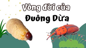 Vòng Đời Của Đuông Dừa Bao Nhiêu Ngày? Cùng Khám Phá Nhé!