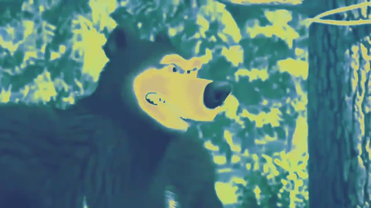Bear 's win, Caribals jealousy ramdom effects Sponsored by klasky csupo2001 effects