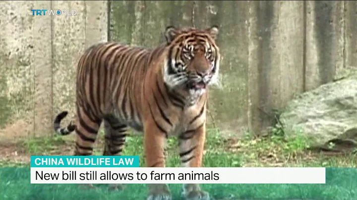 Interview with Elisa Allen on China wildlife law