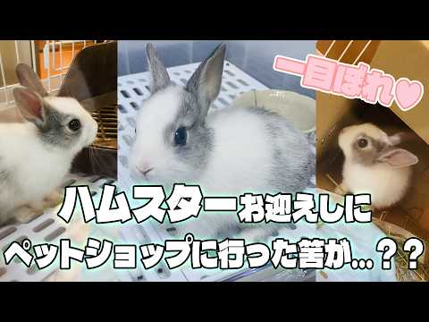 ハムスターを買うはずが…ペットショップで一目惚れしたミニうさぎが可愛すぎた🧂🐰