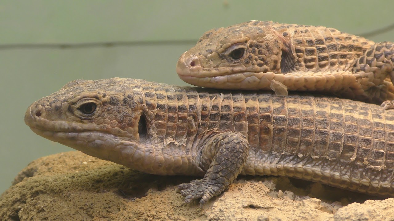 Sudan plated lizard (Higashiyama Zoo and Botanical Gardens, Aichi