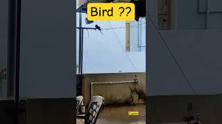 What Bird is it ? | P johnsi  #shorts #bird #birdwatching