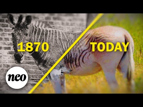Video: Quagga zebra ni nini?