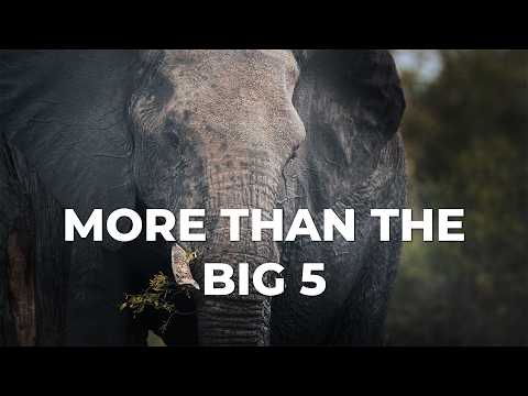 The Surprising Origins of Pilanesberg National Park