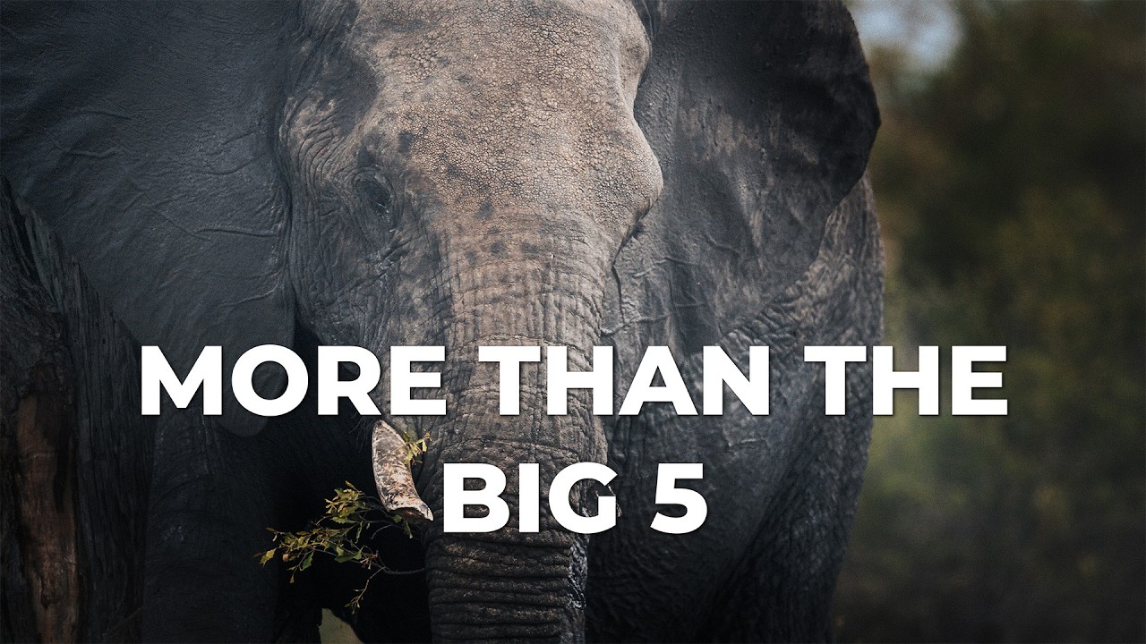 The Untold Story of Pilanesberg National Park