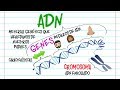 🔬ADN, Gen y Cromosoma DIFERENCIAS🔬 [Fácil y Rápido] | BIOLOGÍA |