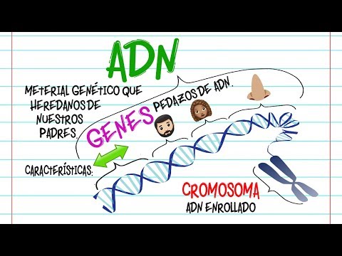 Vídeo: Diferencia Entre ADN Y Cromosoma