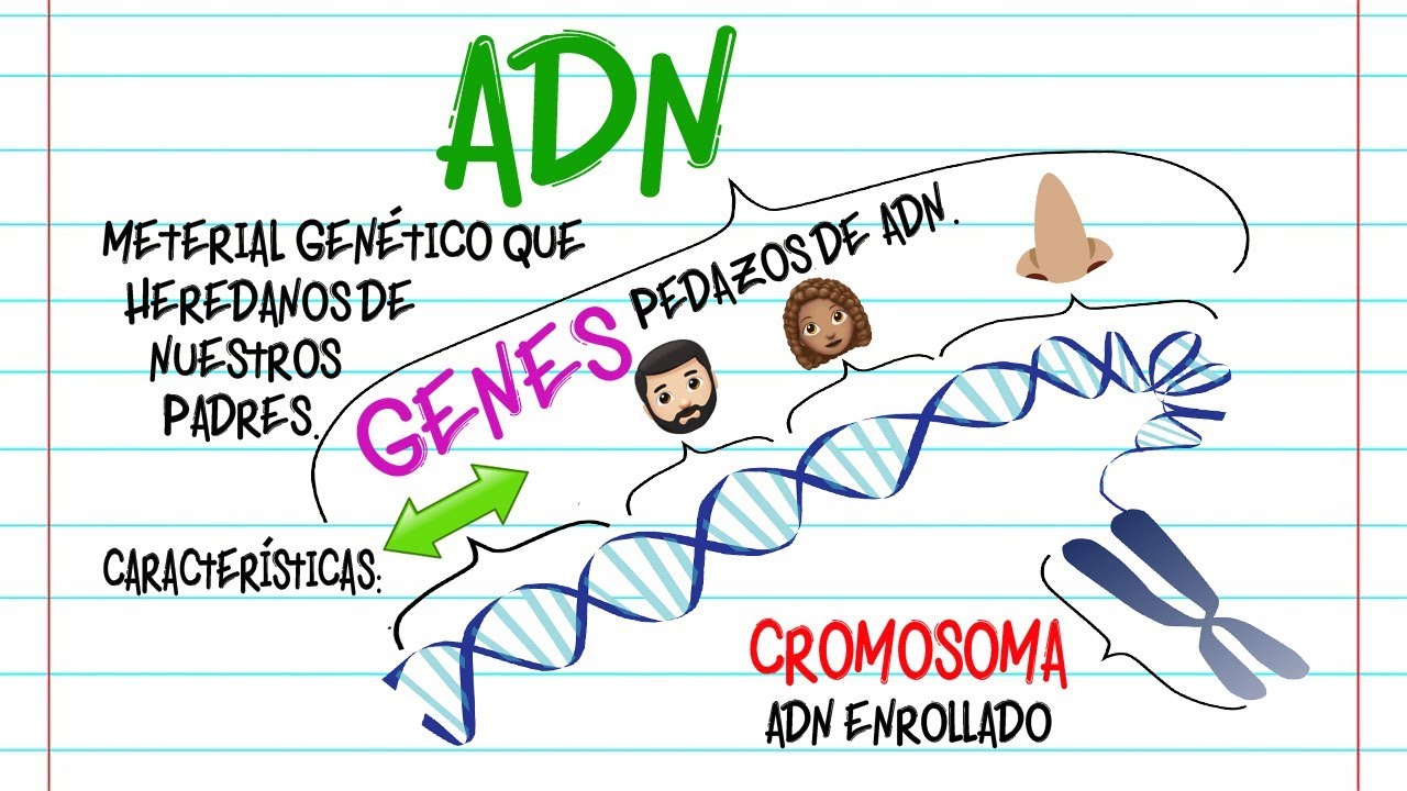 🔬adn Gen Y Cromosoma Diferencias🔬 [fácil Y Rápido] BiologÍa Youtube